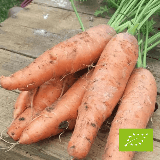 Marchew EKO 1 kg